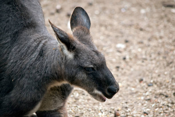 istock this is a close up of a euro or wallaroo 1291742801