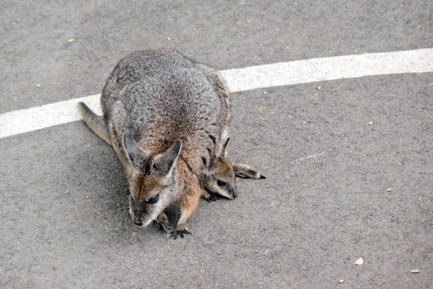 Bennett's wallaby Macropus or Notamacropus rufogriseus, Red-necked wallaby, medium-sized macropod marsupial, common in eastern Australia, Tasmania, New Zealand. Parma kangaroo with cute baby