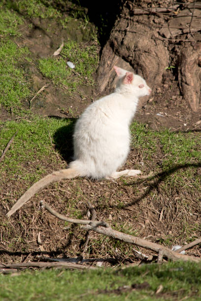 the agile wallaby is looking for food
