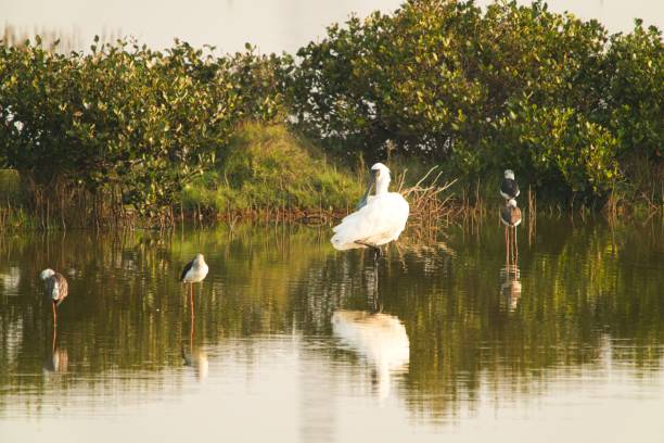 istock The black-faced spoonbill stood on one foot and groomed its feathers back. 1291746071