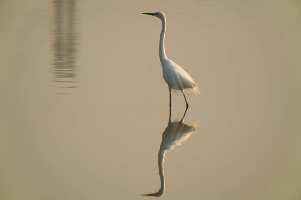 istock An egret looks out over its neck. There is its reflection in the water. 1291746110
