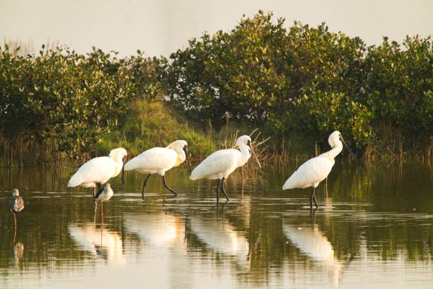 istock Four black-faced spoonbills were standing in the wetland foraging. 1291746151