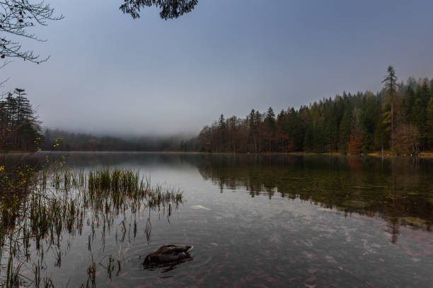 istock single duck with head under the water at a lake with fog 1291746202