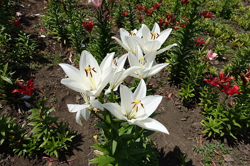 Pure white flowers of true lilies in June