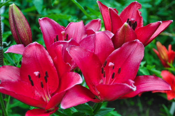 istock Red flowers are daylilies or Hemerocallis. 1291747501