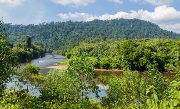 istock Ulu Temburong National Park 1291747895
