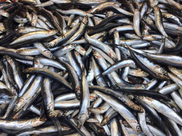 istock Fish animal fish counter sales sea fish 1291748249
