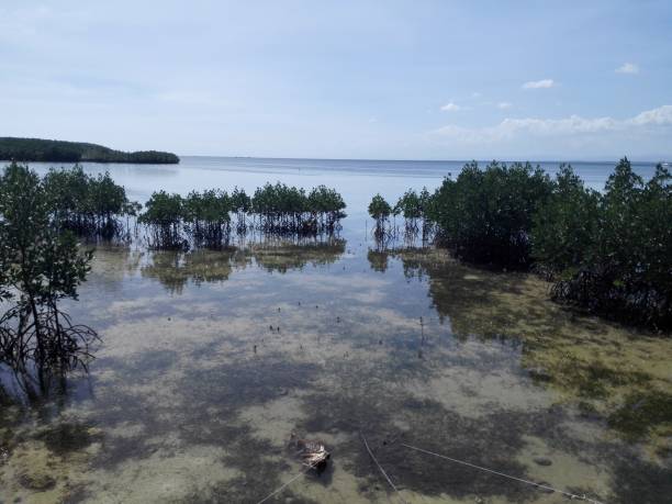 istock San Vicente Marine Sanctuary in Olango island 1291749476
