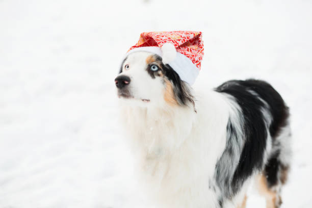istock Australian shepherd in Santa hat standing in winter forest 1291750051