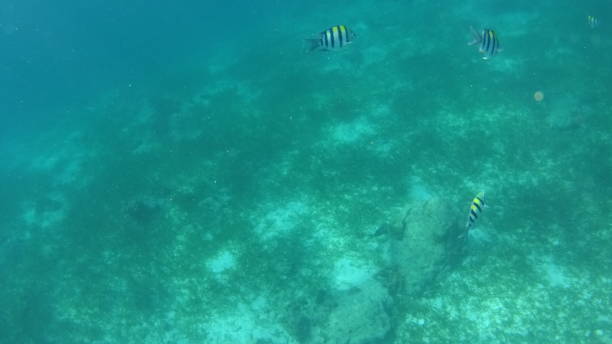 istock San Vicente Marine Sanctuary in Olango island 1291750573