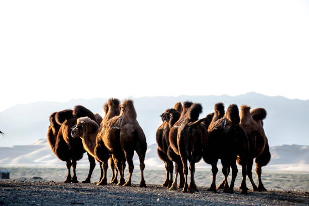 camelos - bactrian camel - fotografias e filmes do acervo