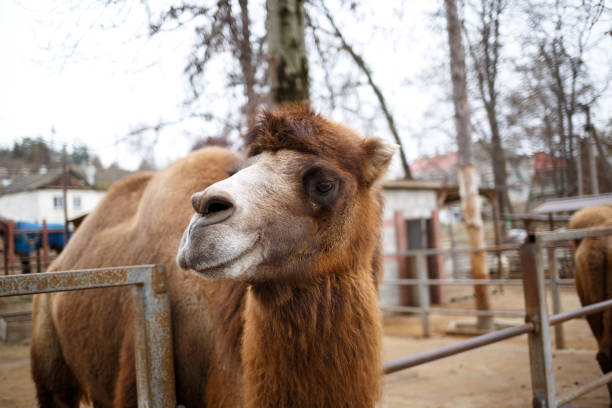 camel in the zoo against the blue sky.