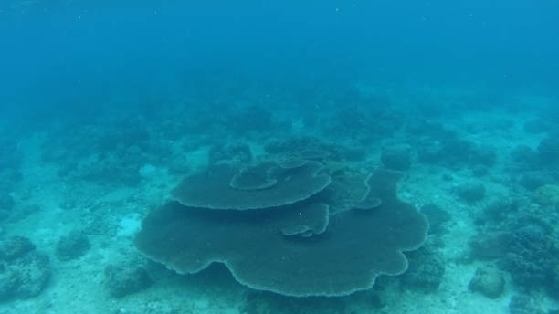 istock Coral reef in Malapascua island 1291752518