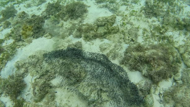 istock Fish in Malapascua island Philippines 1291753292