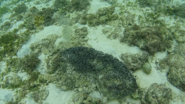istock Fish in Malapascua island Philippines 1291753345