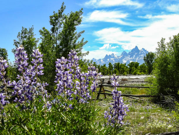 istock Wildflowers and Grand Teton Mountains 1291753545
