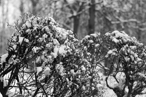Black and white image of bushes in the park covered with snow after a winter snowstorm