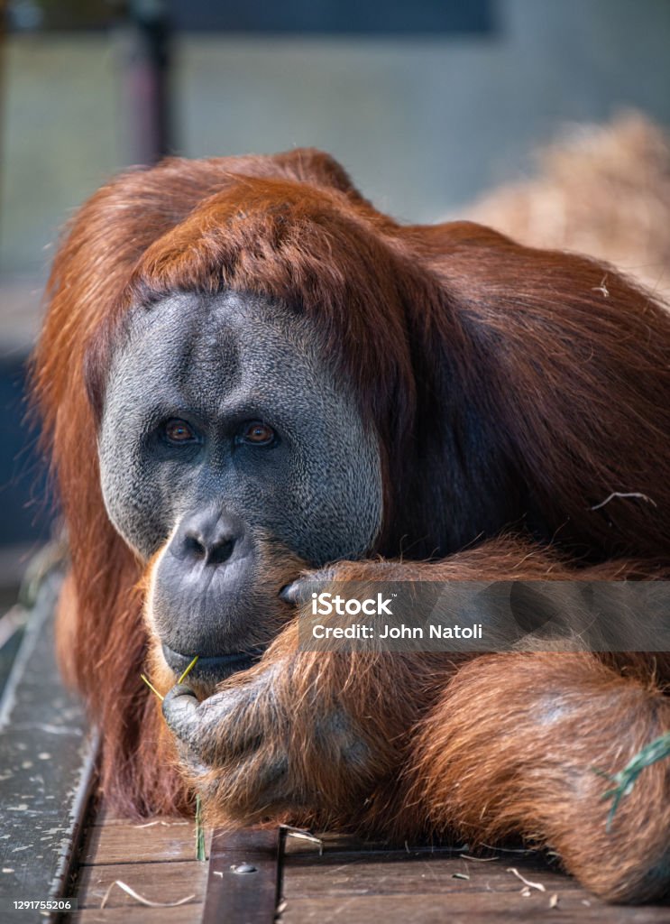 Melbourne Zoo Animals Orangutans Stock Photo - Download Image Now - Animal,  Animal Body Part, Animal Hair - iStock
