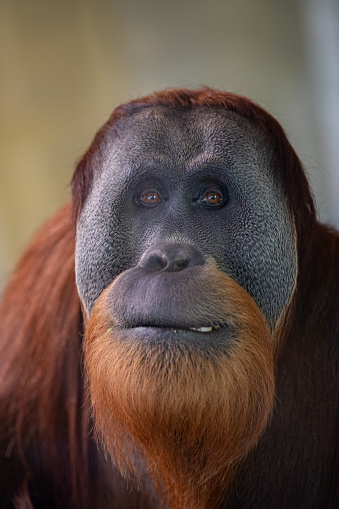 Melbourne Zoo Animals Orangutans Stock Photo - Download Image Now -  Orangutan, Animal Head, Animal - iStock