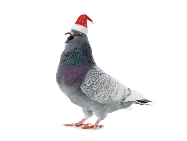 dove in santa claus hat isolated on white background