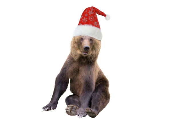 Brown bear sits in santa claus hat isolated on white background