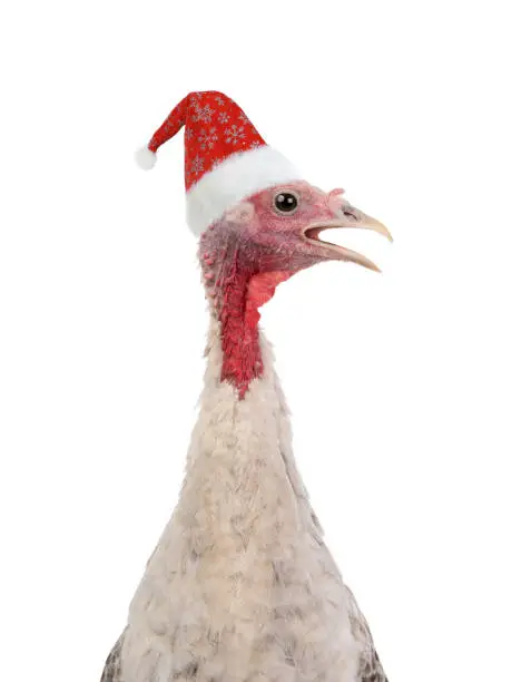young female turkey  in santa claus hat isolated on white background