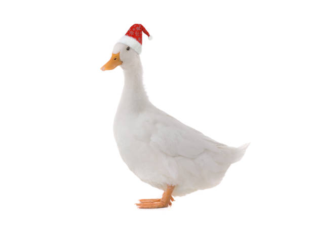 istock Standing beautiful white duck in santa claus hat isolated on white 1291756251