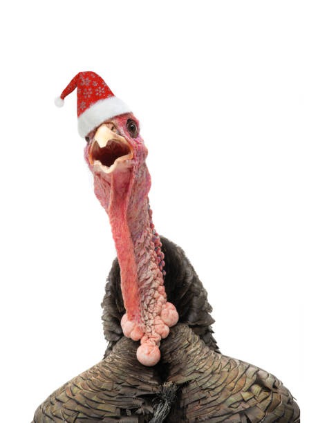 Screaming turkey in santa claus hat isolated on white background