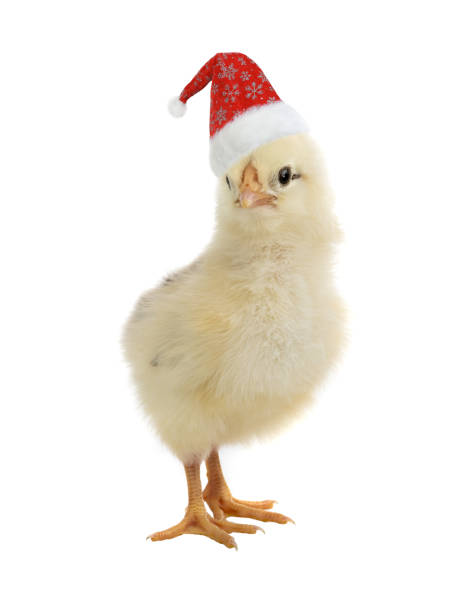 istock chicken in santa claus hat isolated on white 1291756273