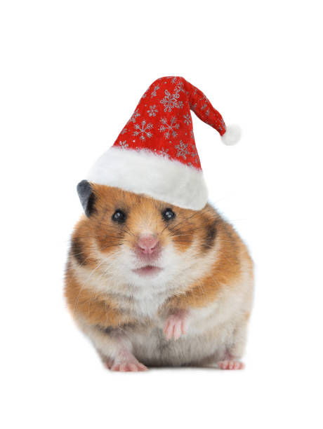 istock Syrian hamster in santa claus hat isolated on white 1291756277