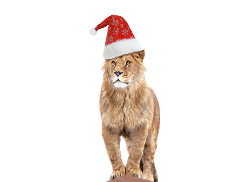 lion stands against in santa claus hat isolated on white background