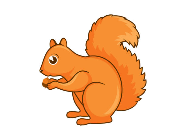 Cartoon Of Squirrels Eating Nuts Illustrations, Royalty-Free Vector  Graphics & Clip Art - iStock