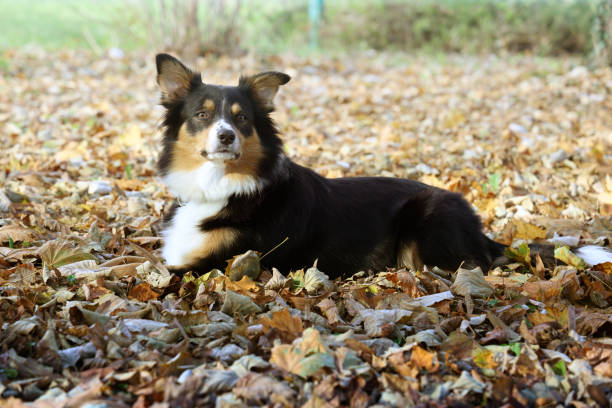 Purebred dog female 3 years old Border Collie enjoying the walk in the public park