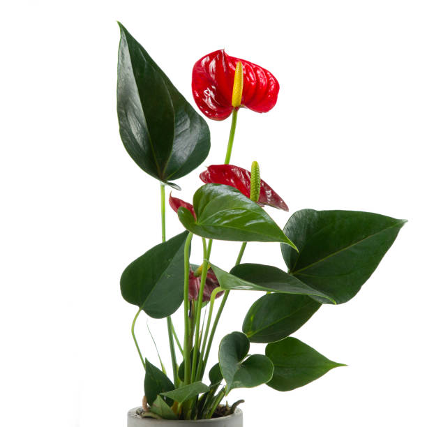 Antiturian Flower Anturium flowers on white background anthurium stock pictures, royalty-free photos & images
