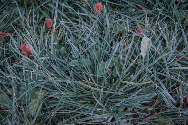 istock Nature winter green frozen grass background 1291761025