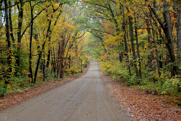 istock Tree lined dirt road with autumn foliage 1291761363