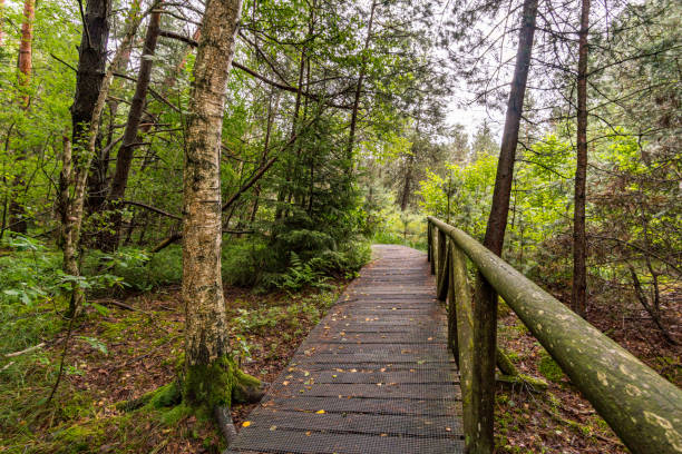 istock Nature reserve Wilhelmsdorf Pfrunger Ried in Upper Swabia 1291762745