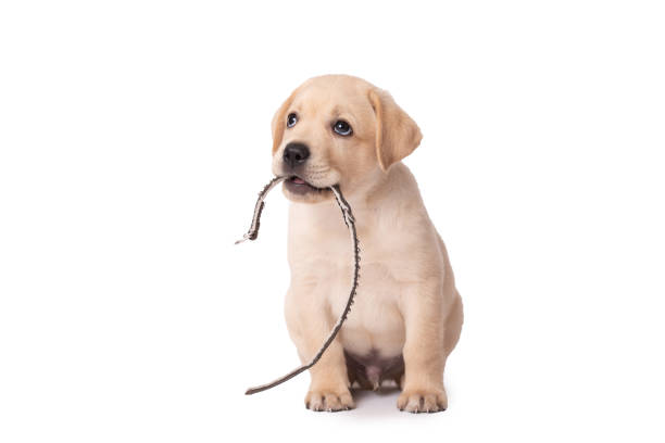 istock Adorable labrador puppy playing with his collar on a white background 1291762953