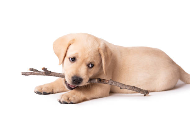 istock Labrador puppy playing with a stick on a white background 1291762955