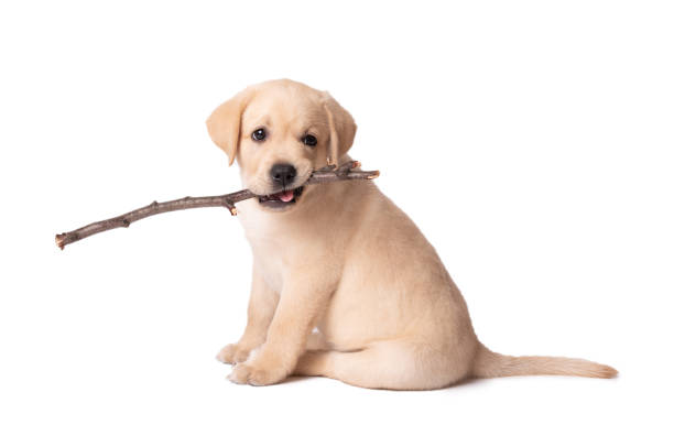 Labrador puppy playing with a stick on a white background