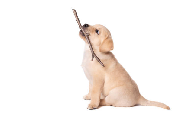 istock Labrador puppy playing with a stick on a white background 1291762967
