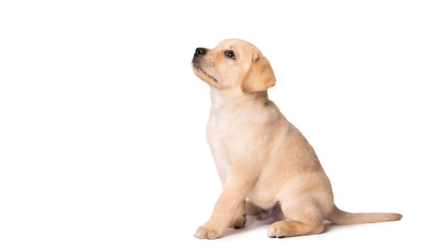 istock Adorable labrador puppy sitting on a white background 1291762972