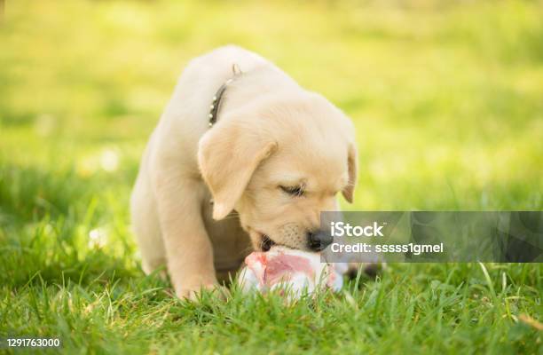 Little Labrador Puppy Eat A Fleshy Bone Stock Photo - Download Image Now - Puppy, Labrador Retriever, Eating