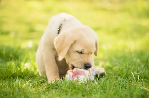 Little Labrador puppy eat a fleshy bone in the garden