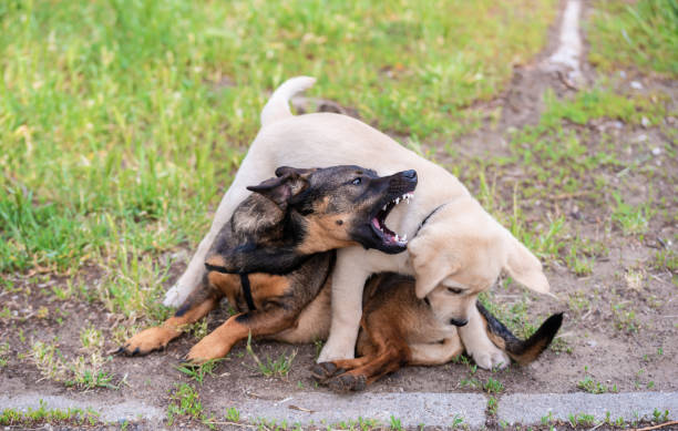 istock Mongrel and Labrador dog playing on the lawn 1291763021