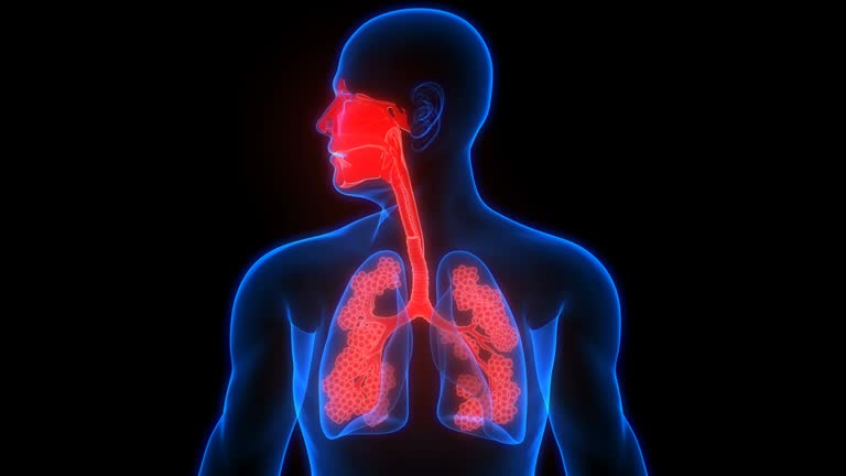 Human Respiratory System Lungs with Alveoli Anatomy Animation Concept