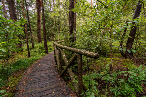 istock Nature reserve Wilhelmsdorf Pfrunger Ried in Upper Swabia 1291764286