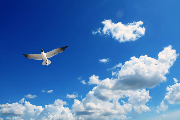 Seagull flying over sunny blue sky