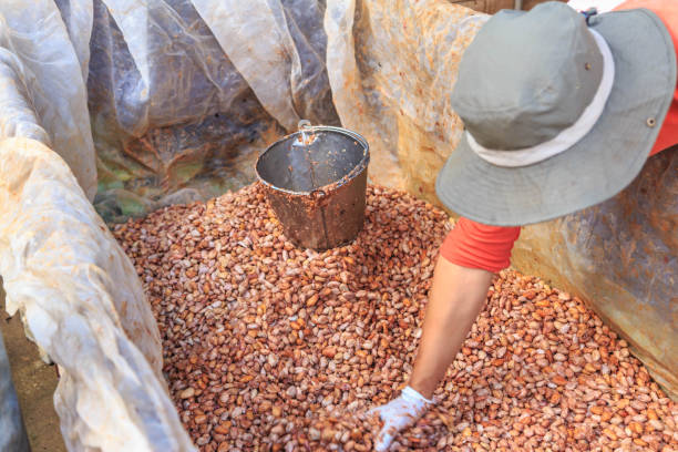 istock The process of fermenting fresh cocoa beans in a tank 1291765175