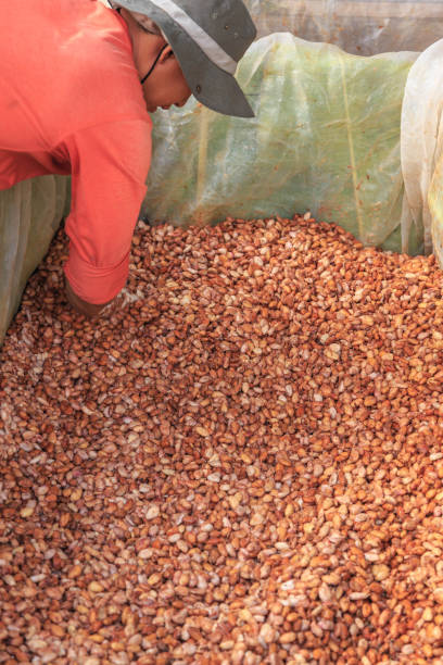 istock The process of fermenting fresh cocoa beans in a tank 1291765176